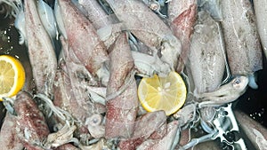 Fresh Squid in seafood market in indonesia