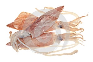 Fresh Squids