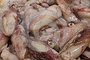 Fresh squids
