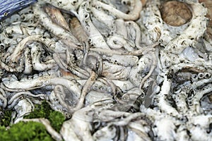 Fresh Squids, coleoidea sp. on Fish Stall