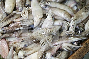 Fresh Squids, coleoidea sp. on Fish Stall