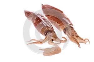 Fresh Squids Isolated