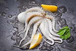 Fresh squids octopus or cuttlefish for cooked food salad restaurant - Raw squid on ice with lemon on the dark plate seafood market