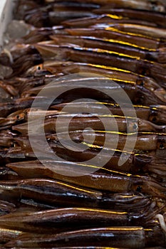 Fresh squids
