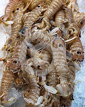 Fresh Squilla Mantis shrimps or sea cicadas at seafood market photo