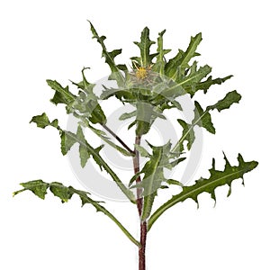 Fresh St. Benedict`s thistle