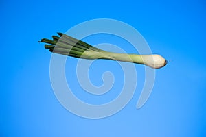 Fresh stalk of spring onion close up studio shot isolated on blue background