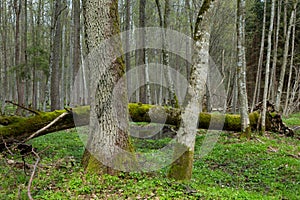 Fresh stand of Bialowieza Forest in spring