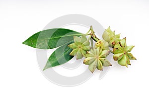 Fresh star anise photo