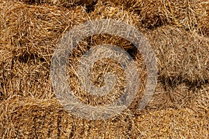 Fresh straw hay bales, food for cattle