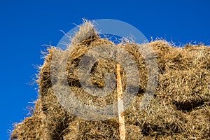 Fresh straw hay bales on the trailer