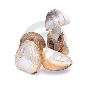 Fresh straw mushrooms isolated on white