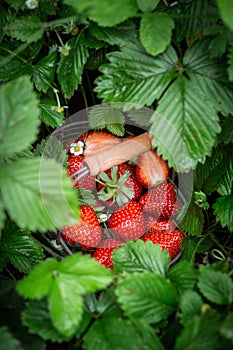 Fresh Strawberries