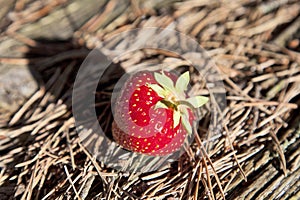 Fresh strawberries