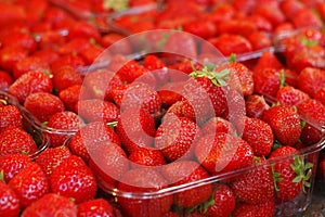 Fresh Strawberries photo