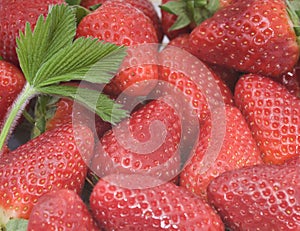 Fresh strawberries