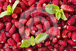 Fresh strawberries background. Background of wild berries and mint leaves. Ripe wild strawberry with mint. Texture wild strawberri