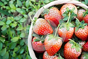 Fresh strawberries in bamboo basket on green leaf background. To