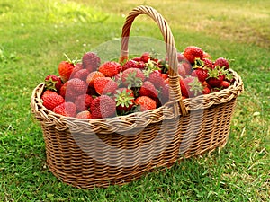 Fresh strawberries in basket