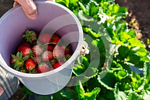 Fresh strawberries in the bucket