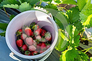 Fresh strawberries in the bucket