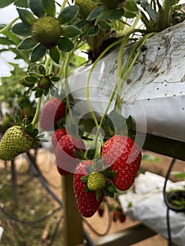 Fresh strawberries from Cameron Higland farm photo