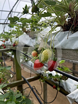 Fresh strawberries from Cameron Higland farm photo