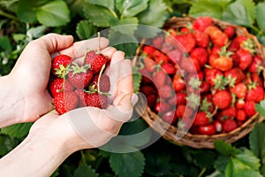 Fresh strawberries closeup. Girl holding strawberry in hands on background basket with berries.
