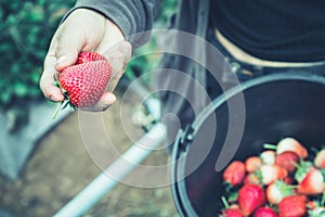 Fresh strawberries closeup. holding strawberry in hands