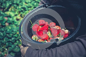 Fresh strawberries closeup. holding strawberry in hands