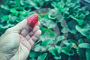 Fresh strawberries closeup. holding strawberry in hands