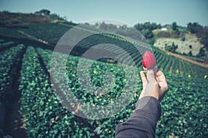 Fresh strawberries closeup. holding strawberry in hands