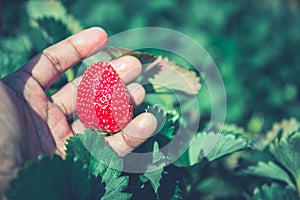 Fresh strawberries closeup. holding strawberry in hands