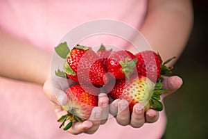 Fresh strawberries closeup. Kid holding strawberry in hands. Child with strawberry.