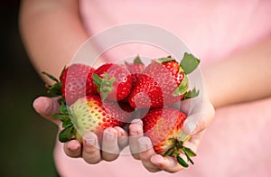 Fresh strawberries closeup. Kid holding strawberry in hands. Child with strawberry.