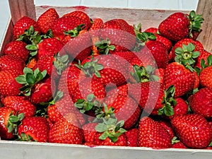 Fresh Strawberries, Estoi, Portugal.