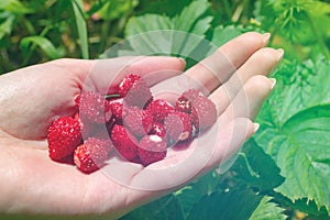 Fresh strawberries fragaria in woman hand. Colorful background