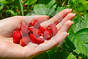 Fresh strawberries fragaria in woman hand. Macro photo