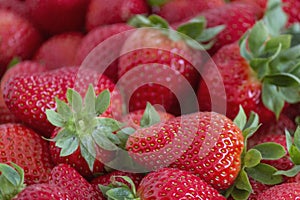 Fresh Strawberries fruits close up background, species Fragaria ananassa cultivated worldwide.