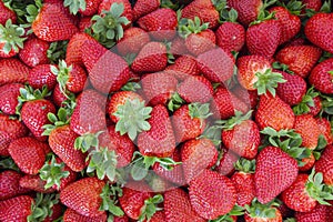 Fresh Strawberries fruits close up background, species Fragaria ananassa cultivated worldwide.