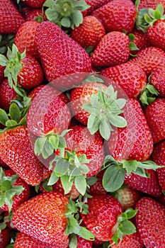 Fresh Strawberries fruits close up background, species Fragaria ananassa cultivated worldwide.