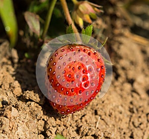Fresh strawberries on the ground,