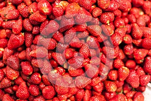 Fresh Strawberries in Guatemala photo