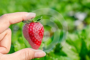 Fresh strawberries handpicked.