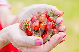 Fresh strawberries in hands