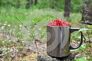 Fresh strawberries in a large chrome mug on the background of green leaves in the forest. Collecting wild berries