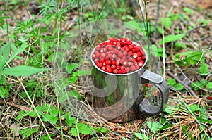 Fresh strawberries in a large chrome mug on the background of green leaves in the forest. Collecting wild berries