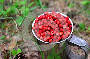 Fresh strawberries in a large chrome mug on the background of green leaves in the forest. Collecting wild berries -  Image