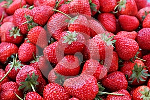 Fresh Strawberries at the Local Fruit Market