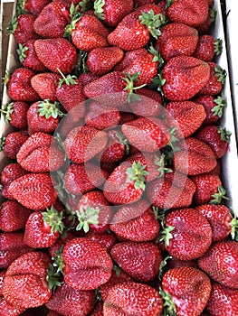 Fresh strawberries on the market